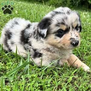 Flynn, Australian Shepherd Puppy