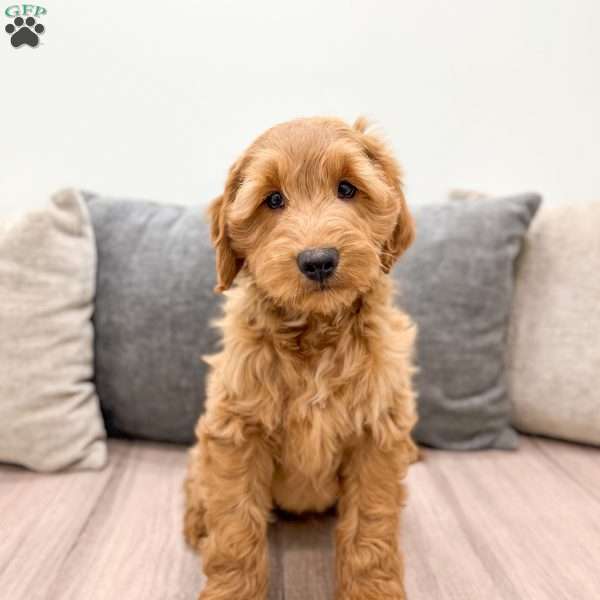 Clifford, Mini Goldendoodle Puppy