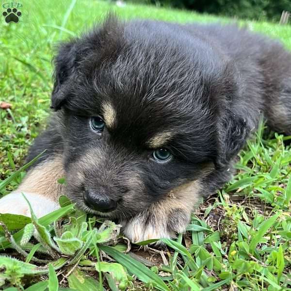 Robin, Australian Shepherd Puppy