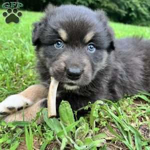 Robin, Australian Shepherd Puppy