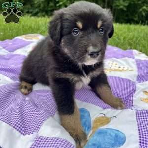 Anna, Australian Shepherd Puppy