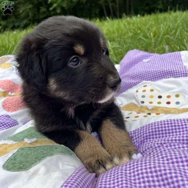 Anna, Australian Shepherd Puppy