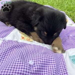Anna, Australian Shepherd Puppy