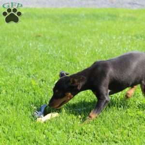Freddy, Miniature Pinscher Puppy