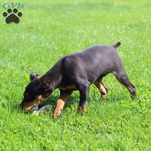 Freddy, Miniature Pinscher Puppy