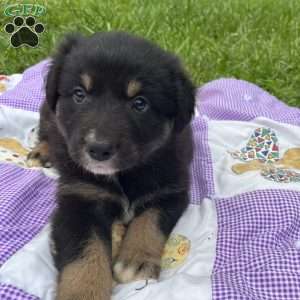 Anna, Australian Shepherd Puppy