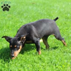 Freddy, Miniature Pinscher Puppy