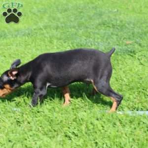 Freddy, Miniature Pinscher Puppy