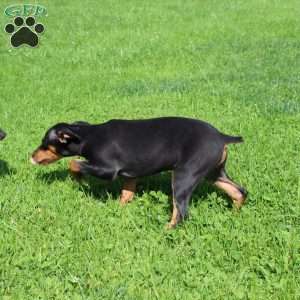 Freddy, Miniature Pinscher Puppy