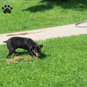 Freddy, Miniature Pinscher Puppy