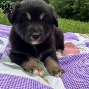 Elsa, Australian Shepherd Puppy