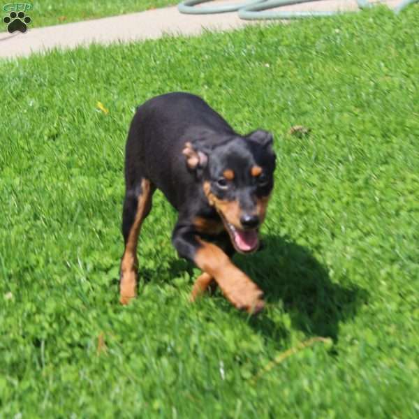 Freddy, Miniature Pinscher Puppy