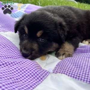 Elsa, Australian Shepherd Puppy