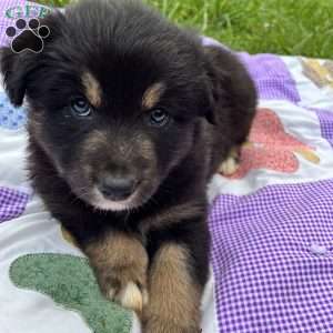 Elsa, Australian Shepherd Puppy