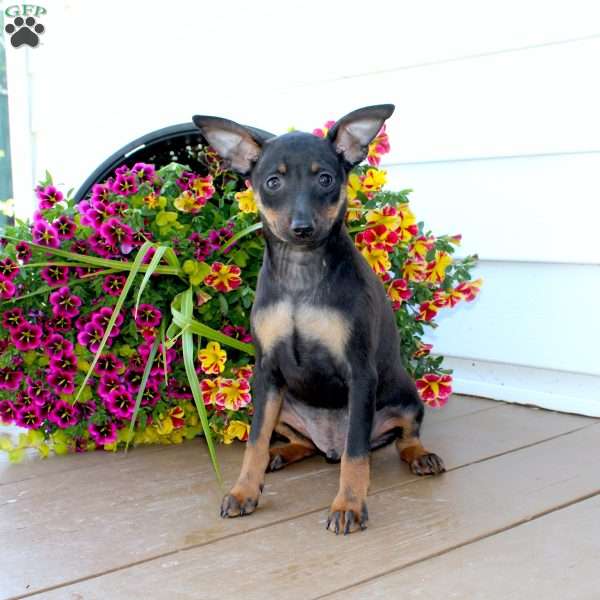 Frank, Miniature Pinscher Puppy