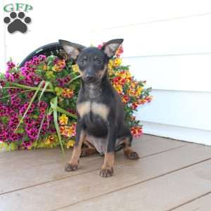 Frank, Miniature Pinscher Puppy
