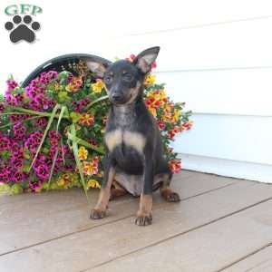 Frank, Miniature Pinscher Puppy