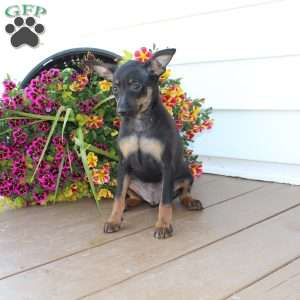 Frank, Miniature Pinscher Puppy