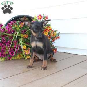 Frank, Miniature Pinscher Puppy