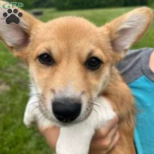 Pumpkin, Pembroke Welsh Corgi Puppy