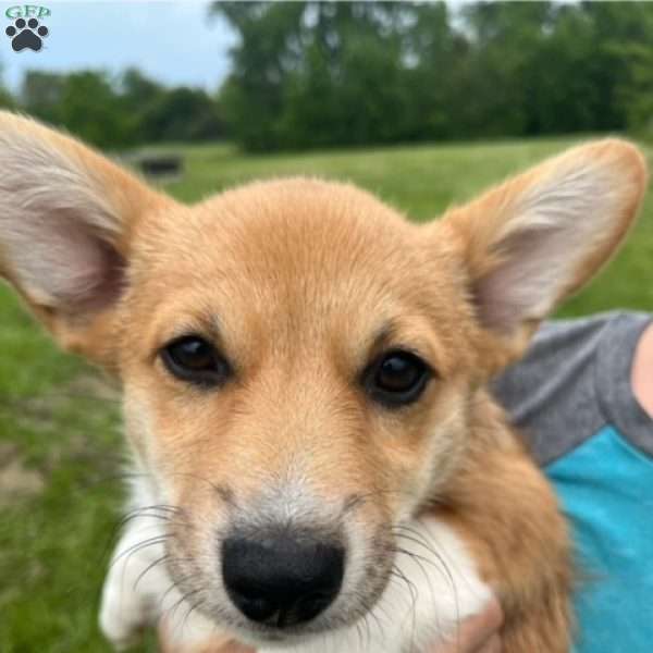 Pumpkin, Pembroke Welsh Corgi Puppy