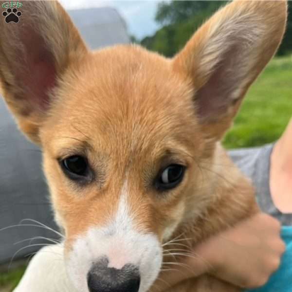 Kiwi, Pembroke Welsh Corgi Puppy