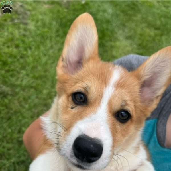 Handsome Hank, Pembroke Welsh Corgi Puppy