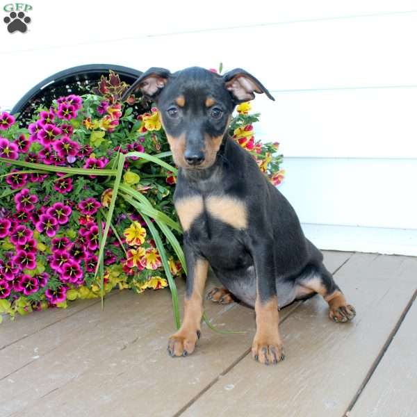Jaxon, Miniature Pinscher Puppy
