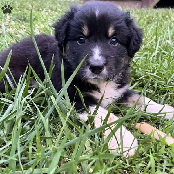 Maui, Australian Shepherd Puppy