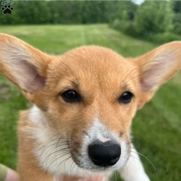 Raspberry, Pembroke Welsh Corgi Puppy