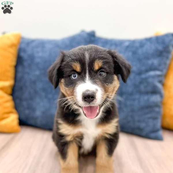 Rocky, Miniature Australian Shepherd Puppy
