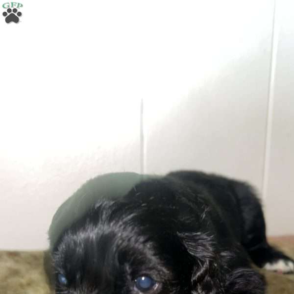 Baby girl, Cocker Spaniel Puppy