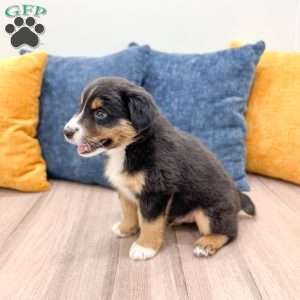 Rocky, Miniature Australian Shepherd Puppy