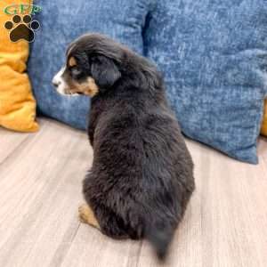 Rocky, Miniature Australian Shepherd Puppy