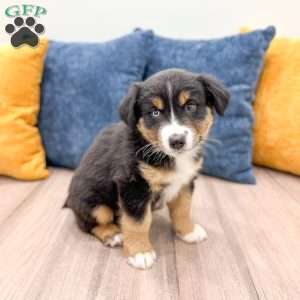 Rocky, Miniature Australian Shepherd Puppy