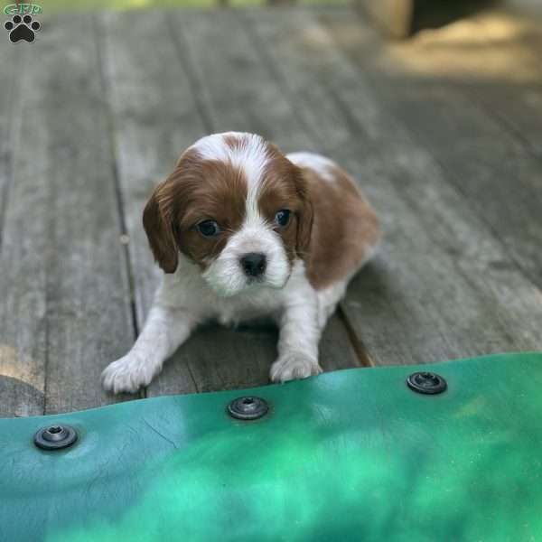 Miss River, Cavalier King Charles Spaniel Puppy