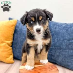 Rocky, Miniature Australian Shepherd Puppy