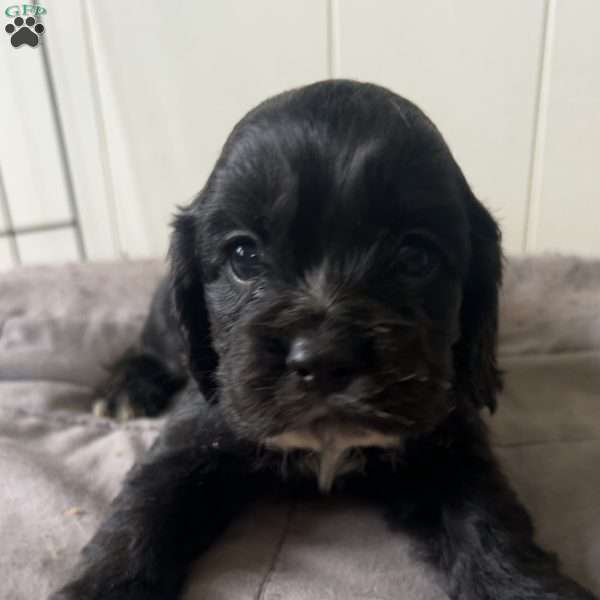 Junior, Cocker Spaniel Puppy