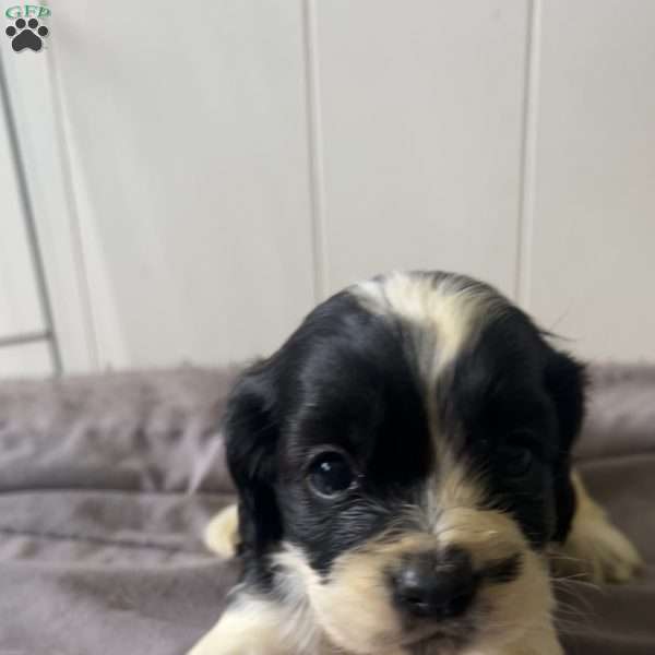 Spot, Cocker Spaniel Puppy