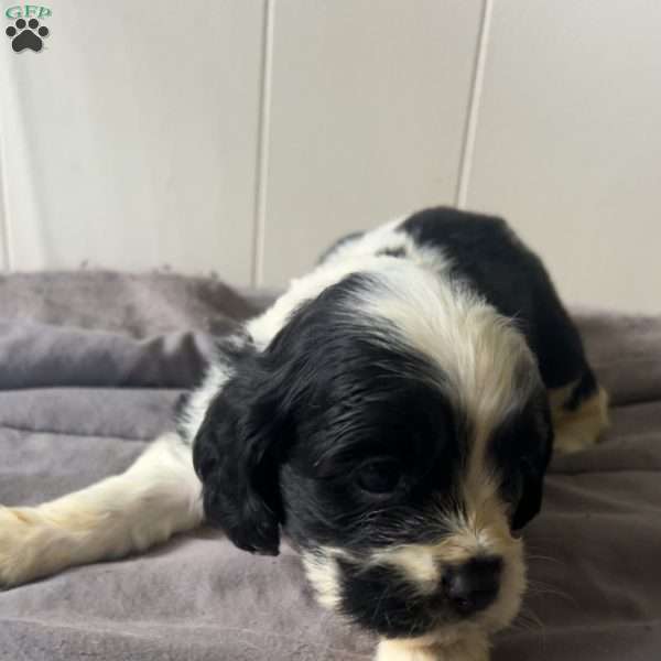 Freckles, Cocker Spaniel Puppy