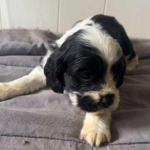 Freckles, Cocker Spaniel Puppy