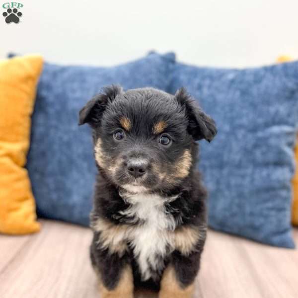 Bella, Miniature Australian Shepherd Puppy