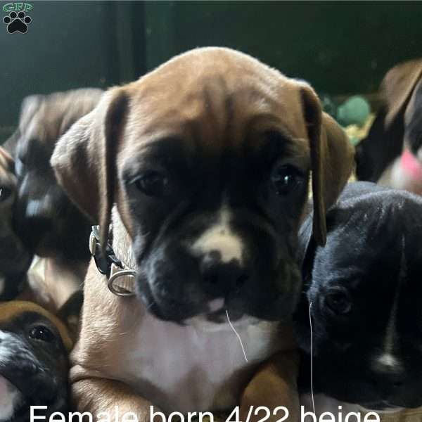 Ruby, Boxer Puppy