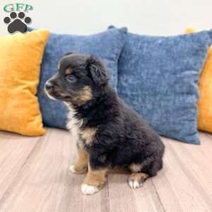 Bella, Miniature Australian Shepherd Puppy