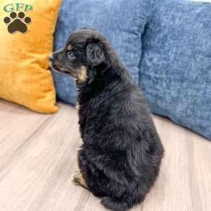 Bella, Miniature Australian Shepherd Puppy