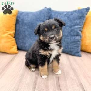 Bella, Miniature Australian Shepherd Puppy