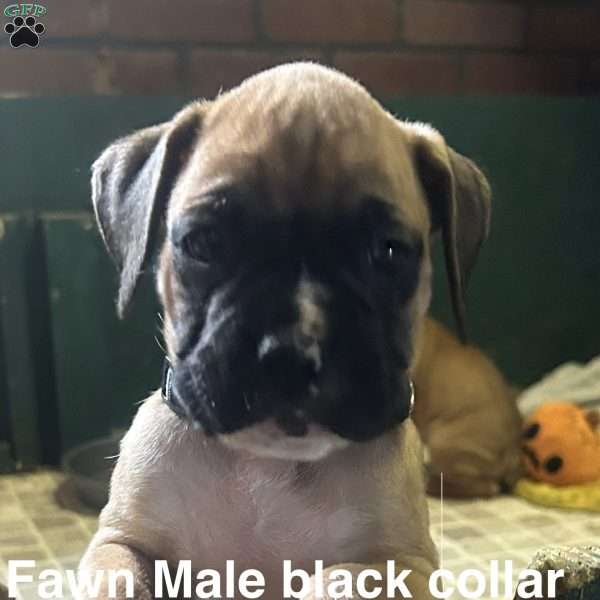 Zues, Boxer Puppy