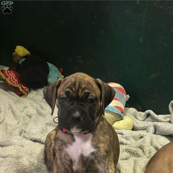 Princess, Boxer Puppy