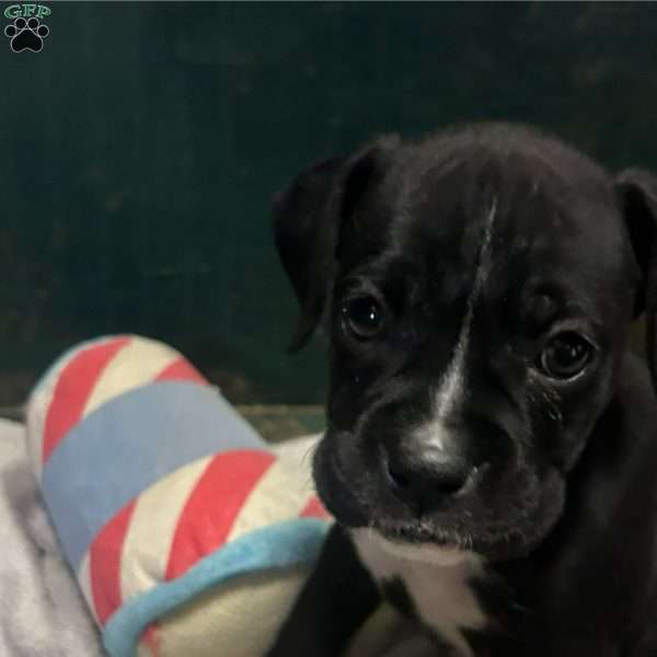 Daisy, Boxer Puppy
