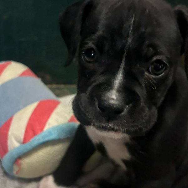 Daisy, Boxer Puppy